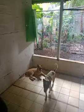 Open adopt sepasang