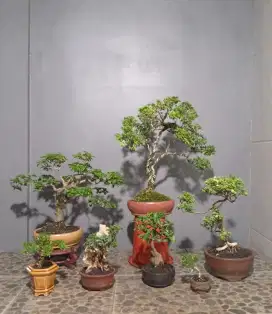 Borong murah meriah bonsai mini 7 pot
