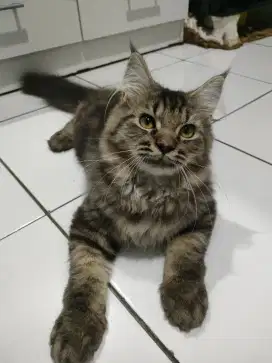 Kitten Maincoon Mix Jantan
