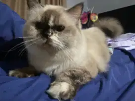 Open adopsi kucing betina