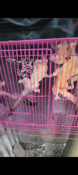 Sugar glider 5 + kandang (min beli 2 SG) harga 5 beda lagi