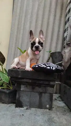 french bulldog betina