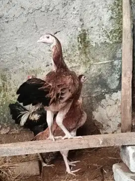 Ayam Bangkok babon