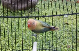 Lovebird bio aqua euwing  homozigot jantan