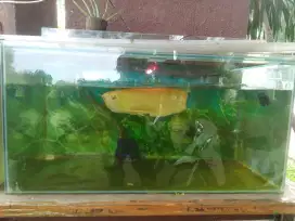 Ikan Arwana albino