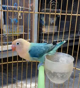 Lovebird bio aqua homozigot betina