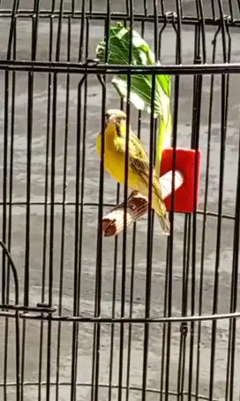 Burung mozambik gacor mapan