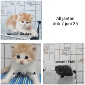 Scottish Fold kitten