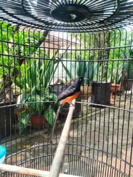 Murai bahorok gacor ek 18 fullset