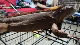 Iguana red sehat jinak