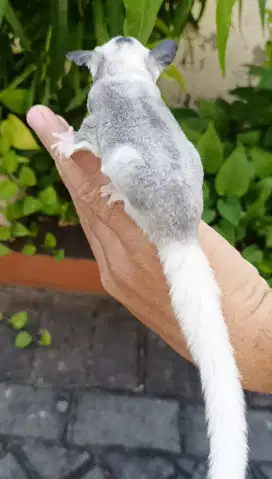 Sugar glider mozaic jantan 3 bulan