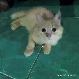 Kitten Persia betina bigbone mocca
