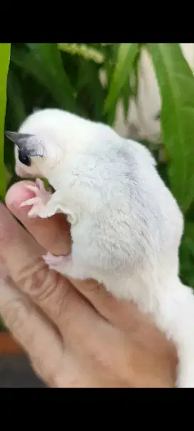 Sugar glider platmos jantan 2 bulan
