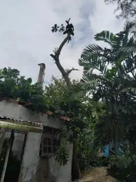Jasa tebang pohon dan pemangkasan pohon