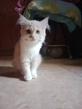 Kucing persia cantik
