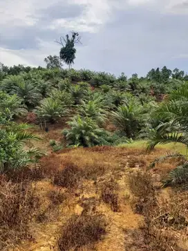 Jual Tanah Di Kalimantan Timur Berau Kebun Sawit Potensi Batubara