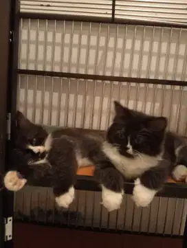 Kitten persia betina dan jantan