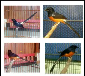 Murai batu blorok dan lainnya