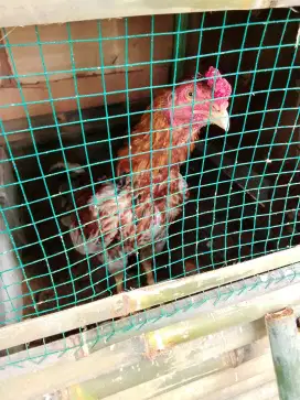 Ayam Bangkok dari anakkan