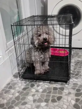 Anjing Poodle silver