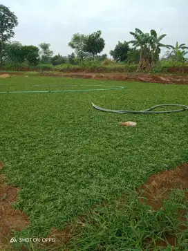 Pasang rumput taman