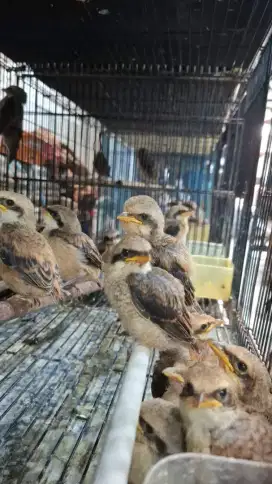 Burung pentet jatim anakan khusus jantan