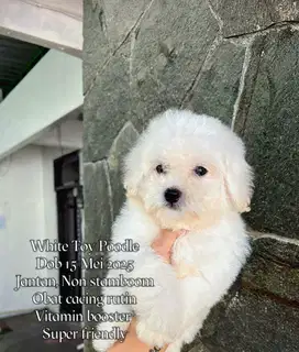 White Toy Poodle Murah (Male)