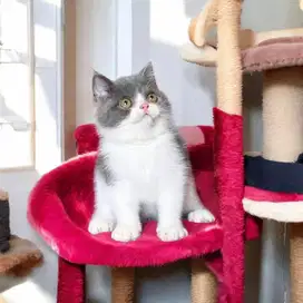 Kitten British Shorthair
