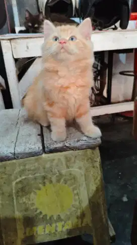 Lepas adopt Persia Medium umur 3.5 Bulan