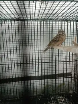 Burung blackstroath jantan
