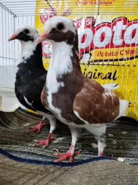 Jual merpati ramba sendri warna cantik masi remaja udh bener mtap dah