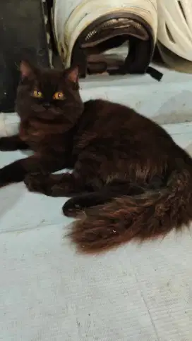 Lepas adopt Persia medium umur 4 bulan