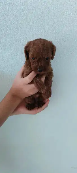Puppy poodle jantan