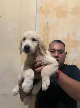 GOLDEN STAMBUM BETINA BIG