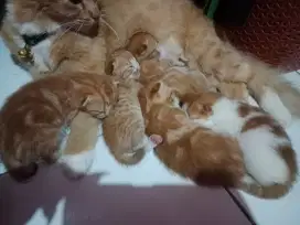 Kucing campuran