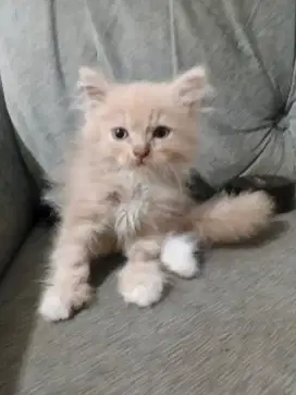 Kitten Persia Himalaya Marble