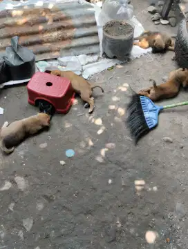Anak najing usia 2bulan