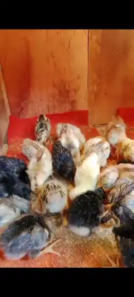 Anak ayam kampung kub