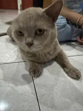 kucing british shorthair