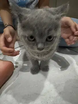 kucing british shorthair