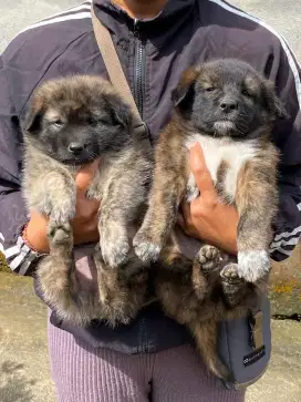 ANJING KINTAMANI MIX
