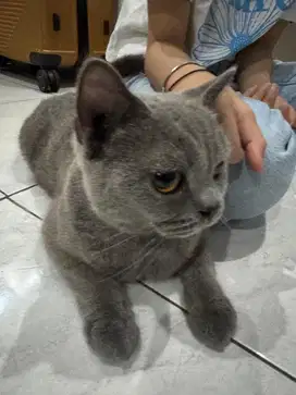kucing british shorthair