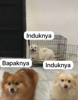 Anjing Minipom minipom