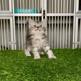 kitten munchkin non standar betina