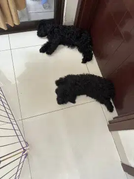 Black poodle kaki pendek Jantan & Betina sale murah