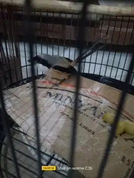 Burung Cendet jantan