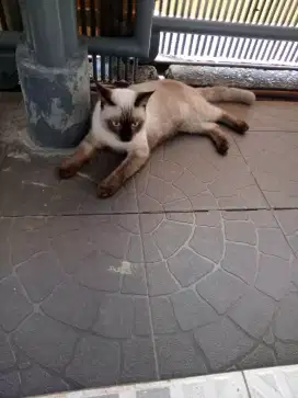 Kitten BSH mixed SIAM lahir agst 2024