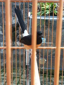 Betina trah sudah dewasa
