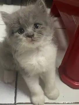 DIJUAL ANAK KUCING/ jenis mix Persia dan Peak Nose