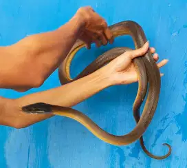 ULAR PAPUA GOLDEN ALBERT